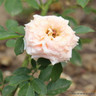Peach Sunblaze - Patio Rose