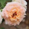 Peach Sunblaze - Patio Rose