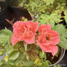 Pink Sunblaze - Patio Rose