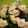 Champagne Moments - Standard Rose
