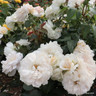 Champagne Moments - Standard Rose