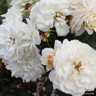 Champagne Moments - Standard Rose