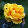 Happy Golden Wedding - Standard Rose