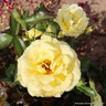 Happy Golden Wedding - Standard Rose