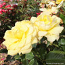 Happy Golden Wedding - Standard Rose