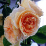 It's a Wonderful Life - Standard Rose