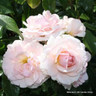 Precious Moments - Standard Rose