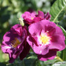 Rhapsody in Blue - Standard Rose