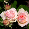 A Fond Farewell - Standard Rose
