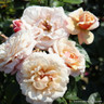A Fond Farewell - Standard Rose