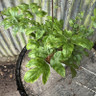 Anemenopsis macrophylla 2L