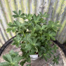 Astrantia 'Purple Happiness' 2L
