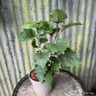 Clerodrendrum bungei 3L