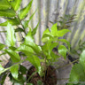 Cyrtomium falcatum 'Rochfordianum' 2L
