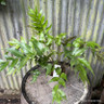 Cyrtomium falcatum 'Rochfordianum' 2L