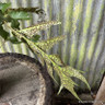 Cyrtomium falcatum 'Rochfordianum' 2L