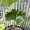 Darmera peltata 3L