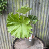 Darmera peltata 3L