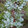 Eucalyptus coccifera