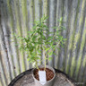 Euphorbia schillingii 2L