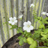 Geranium nodosum 'Silverwood' 2L