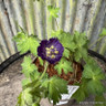 Geranium phaeum 'Lilly Lovell' 2L