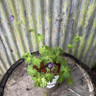 Geranium phaeum 'Lilly Lovell' 2L
