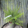 Grevillea 'Clearview David' 3L