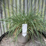 Harpochloa falx 2L