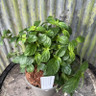Hemeboa subcapitata 2L