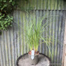 Kniphofia 'Moonstone'