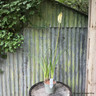 Kniphofia 'Toffee Nosed'