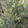 Leptospermum scoparium 'Apple Blossom' 5L