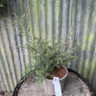 Leptospermum scoparium 'Apple Blossom' 5L