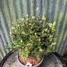 Pittosporum eugniodes 'Red' 3L