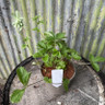 Potentilla 'Esta Ann' 2L