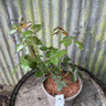 Rosa Belle Epoque 3L
