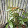 Rosa Belle Epoque 3L
