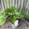 Rudbeckia 'Green Wizard' 3L