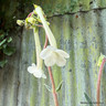 Sinnigia tubifolia 2L