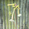 Sinnigia tubifolia 2L