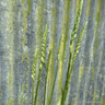 Spiranthes odorata 'Chadd's Ford'