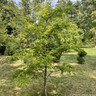 Styrax fargesii