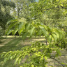 Styrax fargesii