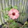 Potentilla x Hopwoodiana 2L