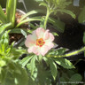 Potentilla x Hopwoodiana 2L