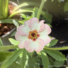 Potentilla x Hopwoodiana 2L