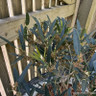 Phillyrea angustifolia var. rosmarinifolia 7.5L
