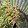 Sorbaria sorbifolia 'Sem' - 3L