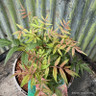 Sorbaria sorbifolia 'Sem' - 3L